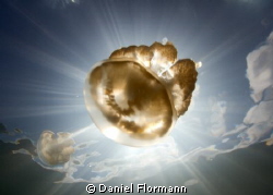 Golden Yelly in the sun by Daniel Flormann 